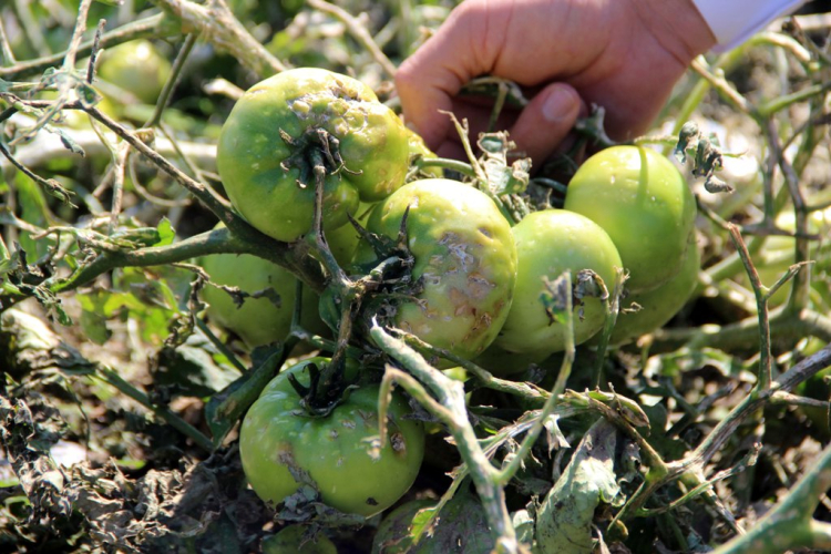 Limon ağaçlarını kesen çiftçi, domateslerden de zarar etti 2