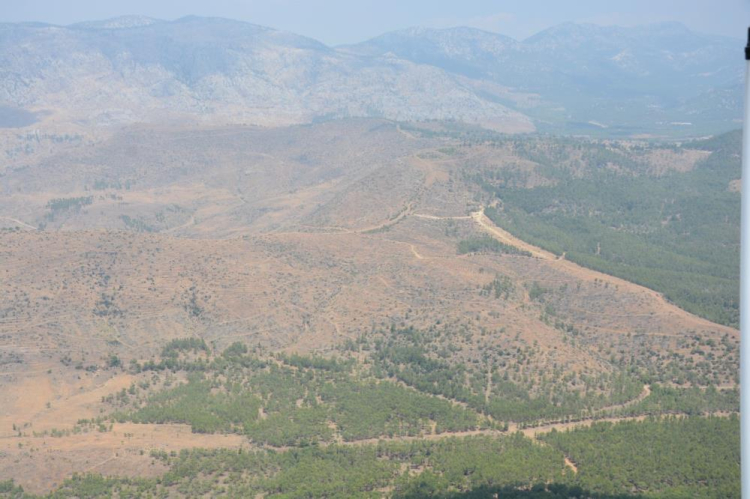 Mersin Silifke'de 'İklime Dirençli Ormancılık Projesi' kapsamında dikilen fidanlar büyüyor 2