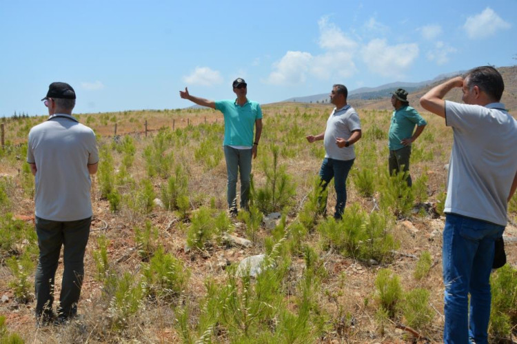 Mersin Silifke'de 'İklime Dirençli Ormancılık Projesi' kapsamında dikilen fidanlar büyüyor 3