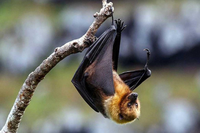 Hindistan’da Nipah virüsü alarmı