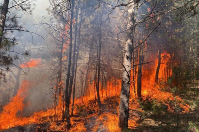 Karabük Kale Köyü'nde orman yangını