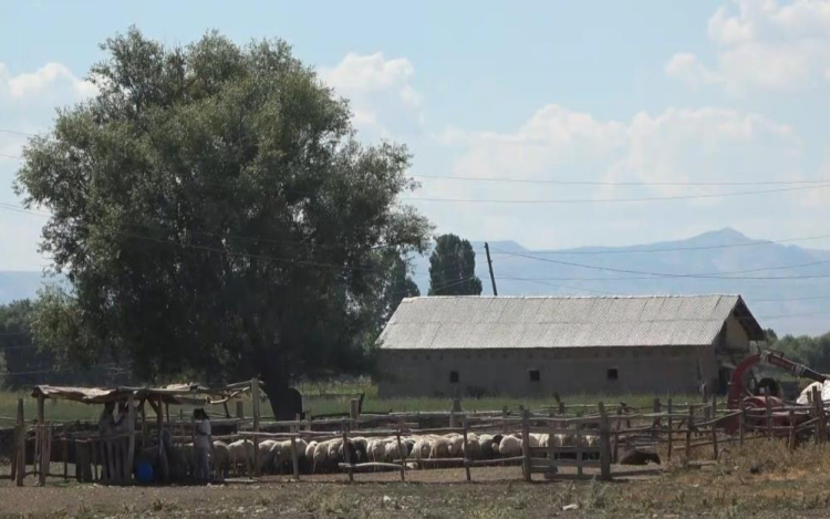 Muş'ta şarbon alarmı! Köy karantinaya alındı, 600 hayvan aşılandı 2