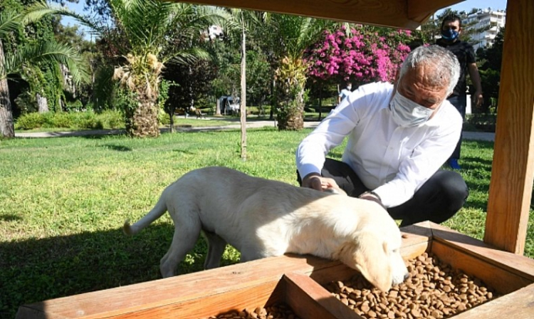 sokak hayvanları yasası