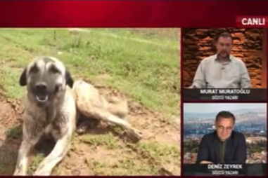 Sözcü yazarı Murat Muratoğlu'ndan sokak köpeklerini Çin'e ihraç edelim tavsiyesi