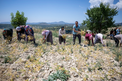 Gülnar'da ata tohumuyla yetiştirilen nohutlar türküler eşliğinde hasat edildi