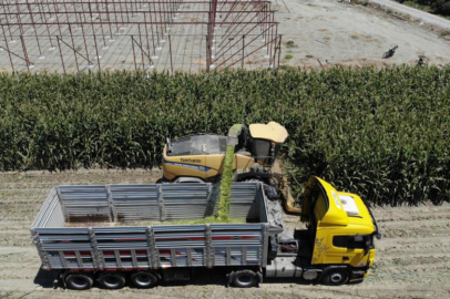 Hatay’da 40 derece sıcakta silajlık mısır hasadı