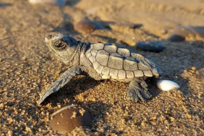 Yavru deniz kaplumbağaları, Akyatan’da Akdeniz'in mavi sularıyla buluşuyor