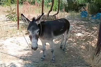 Kırıkhan'da şiddet gören eşek koruma altına alındı