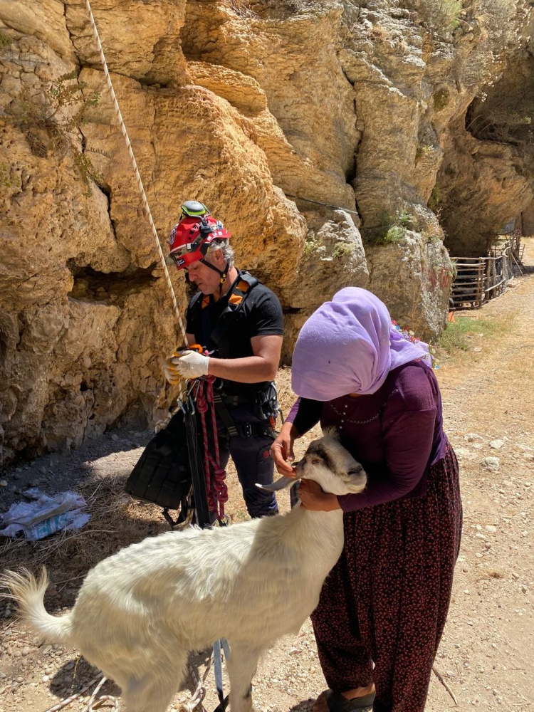 mersin keçi