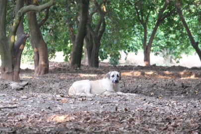 Adana'da köpek saldırısı sonrası tehlike devam ediyor