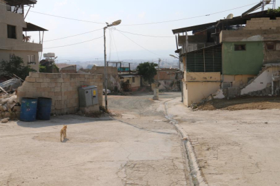 Antakya'da başıboş sokak köpekleri tedirginlik yaratıyor