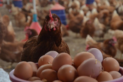 Tavuk eti ve yumurtası üretiminde azalma, süt üretiminde ise düşüş yaşandı