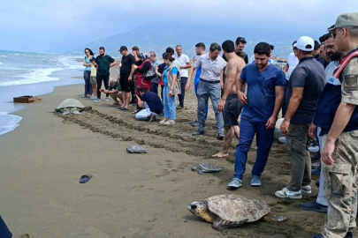 Hatay'da tedavileri tamamlanan 5 kaplumbağa denize bırakıldı