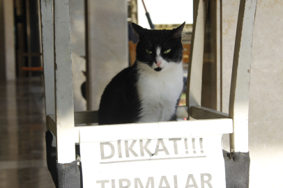 Adana Kuyumcular Çarşısının agresif kedisi ‘Dikkat Tırmalar’ uyarısıyla ilgi çekiyor