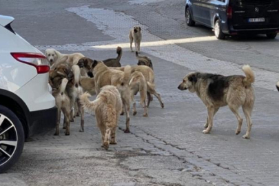 Çerkezköy'de başıboş köpekler dehşet saçtı