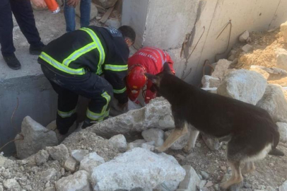 Enkaz altında kalan yavrularını bekleyen anne köpek ekiplerin yanından ayrılmadı