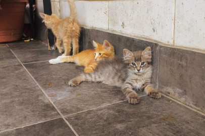 Adana'da kavurucu sıcaklarda sokak hayvanları zor durumda