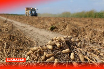 Adana’da yer fıstığı hasadı başladı: Üretim ve rekoltede yüzde 30 artış bekleniyor