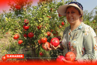 Silifke’de yılın ilk erkenci nar hasadı başladı