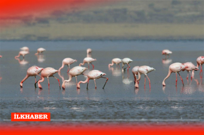 Tuz Gölü'nde Flamingolar için su takviyesi projesi başarıyla sonuçlandı