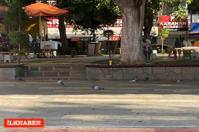 Adana'da kuşlar sıcak havadan etkilendi