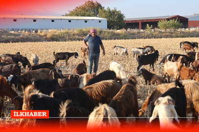 Hatay'da çobanlar 30-40 bin TL maaş talep ediyor