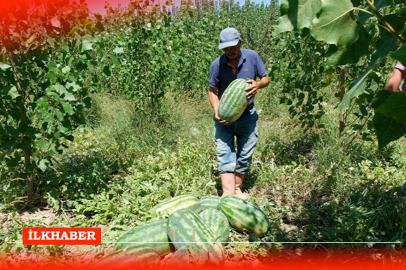 Mersin Mut'ta karpuz hasadı başladı