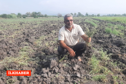 Osmaniye'de arazi anlaşmazlığı nedeniyle çiftçinin 30 dekar yonca tarlasına zarar verildi