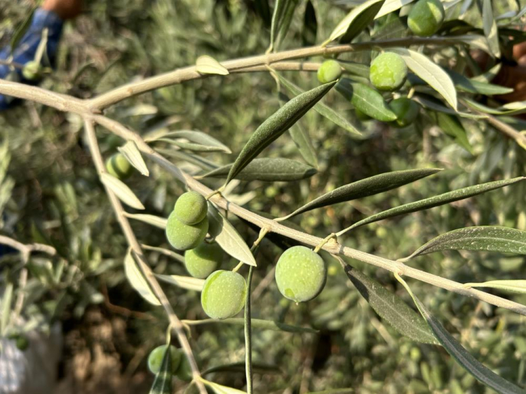 zeytin 