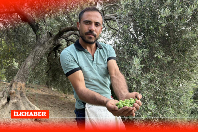 Hatay’ın Arsuz ilçesinde zeytin hasadı başladı