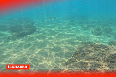 Doğu Akdeniz’de deniz suyu sıcaklıkları tür değişimini hızlandırıyor