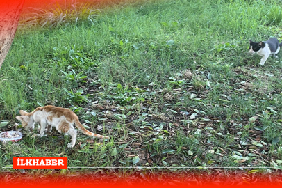 Adana’nın sıcaklarında sokak hayvanlarının zorlu mücadelesi