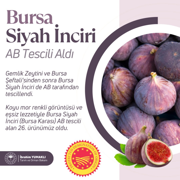 bursa siyah inciri