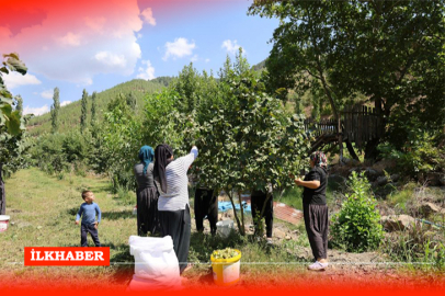 Karadeniz’den ektiği fidanla fındık üretimini artırıyor