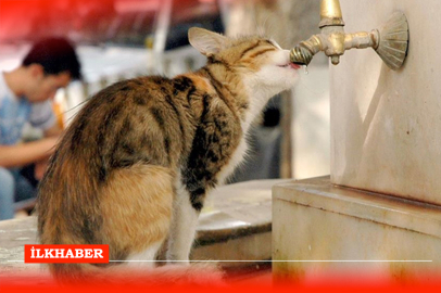 Adana sıcaklarında sokak hayvanları zor durumda!