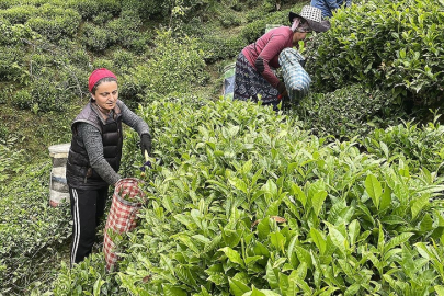 ÇAYKUR, randevulu yaş çay alım sistemine geçiyor