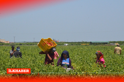 Adana'da su krizi: Çiftçiler sulama suyu riskiyle karşı karşıya