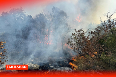 Bursa-Sakarya sınırında orman yangını devam ediyor