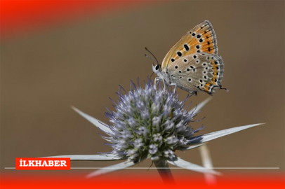 Van Gölü Havzası, Türkiye'deki kelebek türlerinin yarısından fazlasına ev sahipliği yapıyor