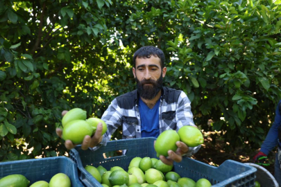 Kozan'da limon hasadı başladı