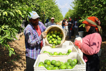 Adana'da mayer cinsi limon hasadı devam ediyor