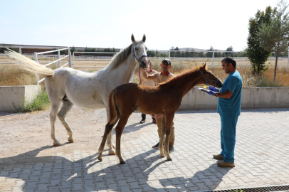 Safkan Arap ve İngiliz taylarının tescil işlemleri Eskişehir'de devam ediyor