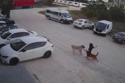 Tekirdağ'da sokak köpeklerinin saldırısına uğrayan vatandaş kuduz tedavisi görüyor