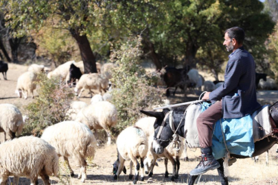 Elazığ'da çoban bulmak zorlaştı: Aylık 70 bin lira ve internet talepleri