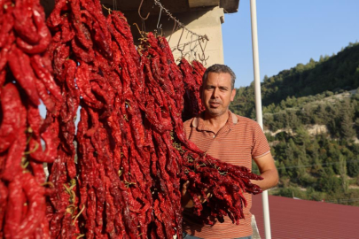 Hatay'ın Yenihisar Mahallesi'nde biber hasadı