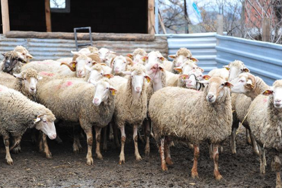 Adana'da mavi dil hastalığı nedeniyle bir mahalle karantinaya alındı