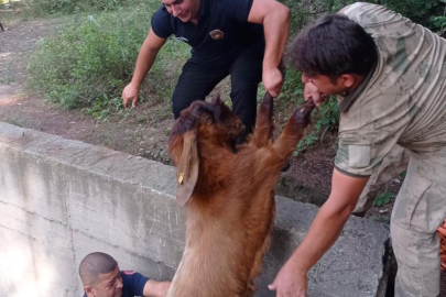 Hatay’da havuza düşen 14 keçi itfaiye tarafından kurtarıldı