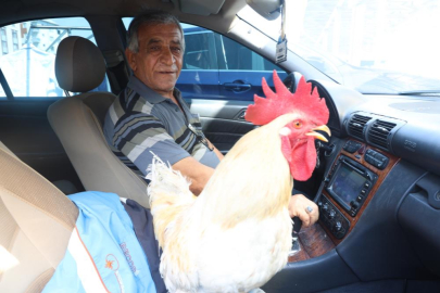 Esnaf, 19 aydır beslediği horozu Mercedes’iyle şehir turlarına çıkarıyor