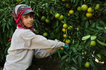 Adana'da mandalina hasadı başladı