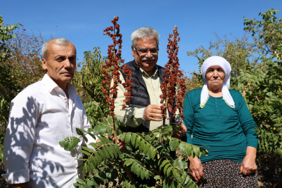 Adana Saimbeyli'de bir ilk: 